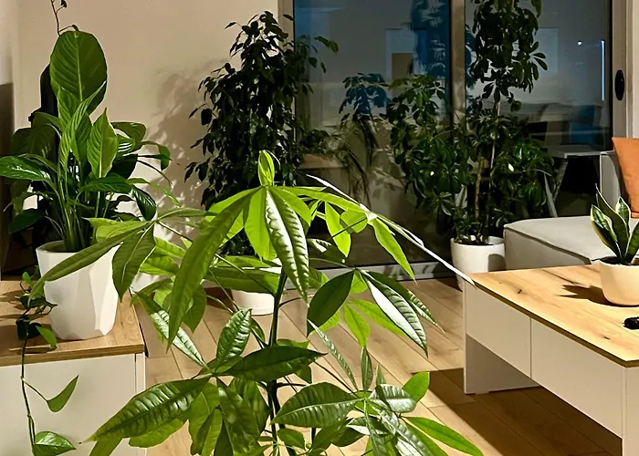 Plant House * Tirana